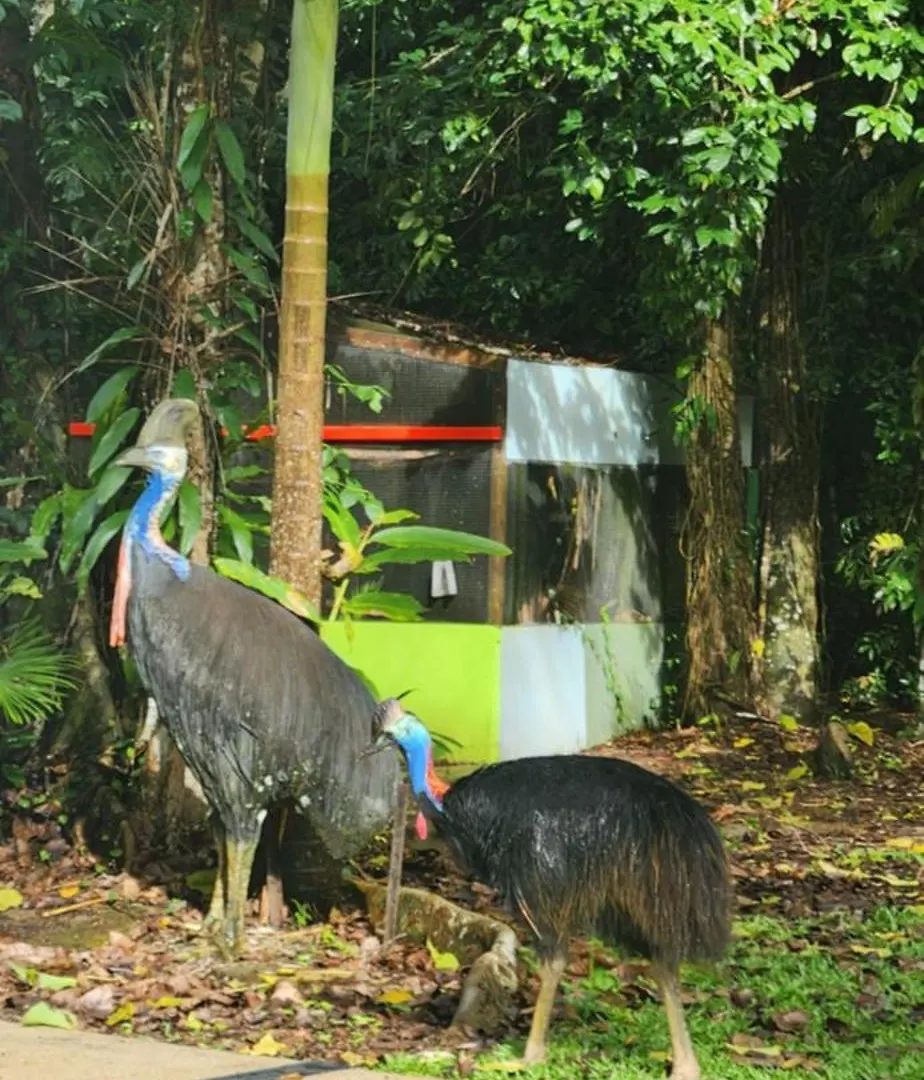 Villa Daintree Siesta Diwan 0*,