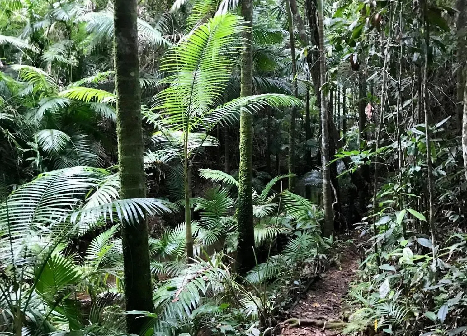 Lodge Villa Daintree Siesta Diwan Australia
