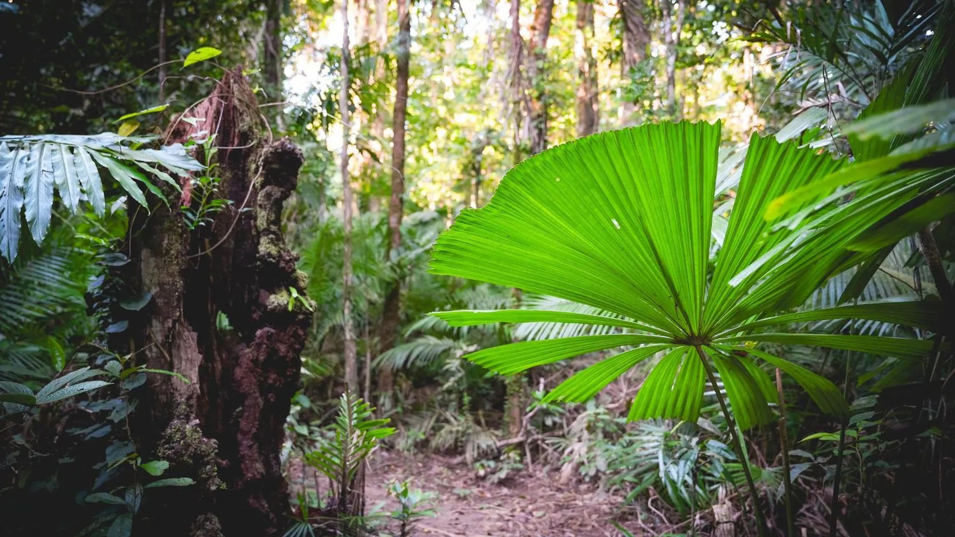 Lodge Villa Daintree Siesta Diwan Australia