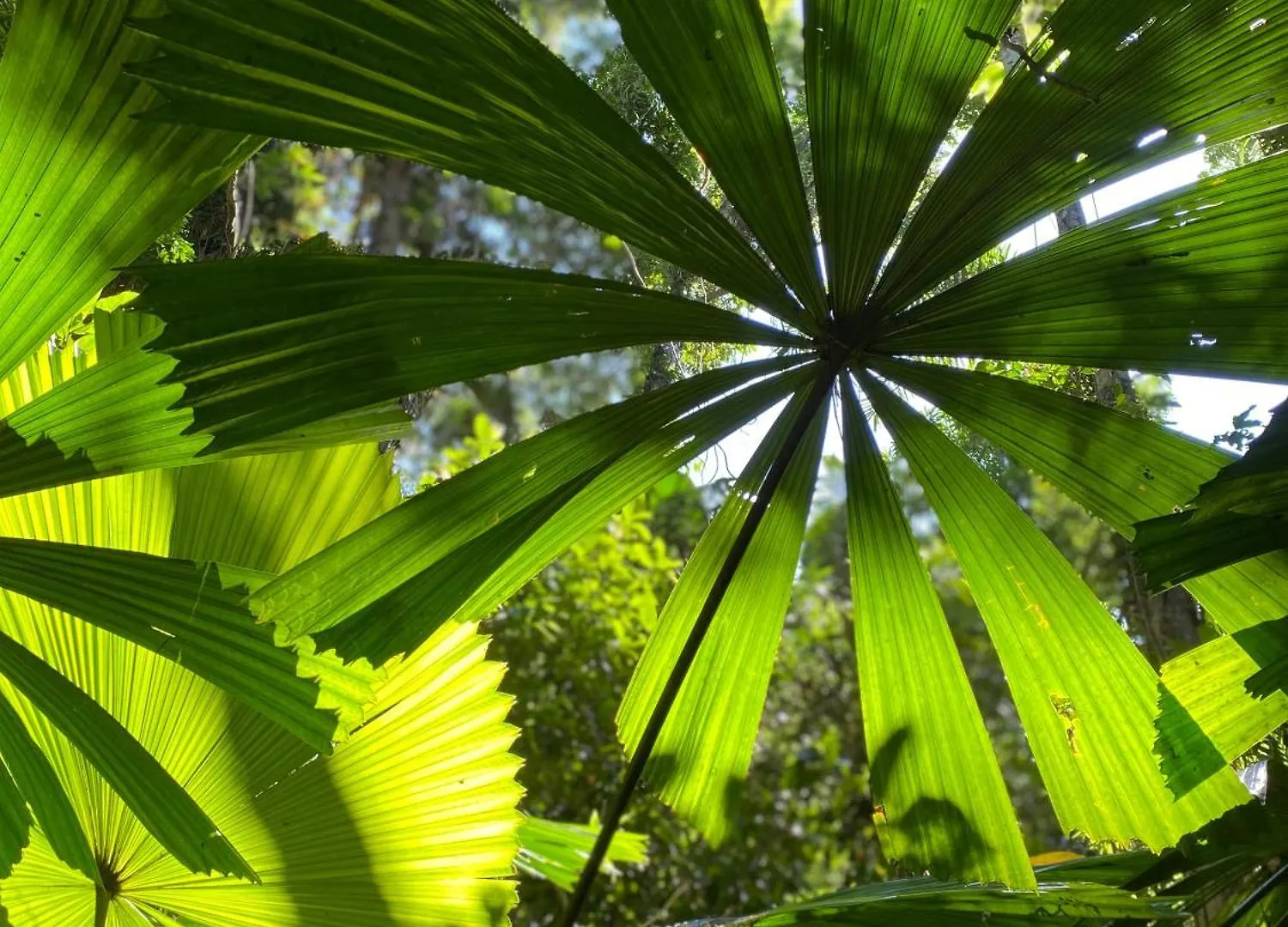 Villa Daintree Siesta Diwan Australia